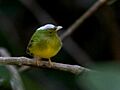 Lepidothrix iris - Opal-crowned Manakin (male); Carajas National Forest, Pará, Brazil
