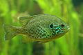 Lepomis gibbosus 01