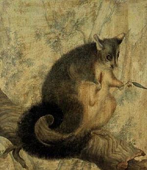Archivo:Louisa Atkinson - The Possum