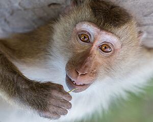 Archivo:Macaca fascicularis holding a plant stem and looking at viewer in Laos
