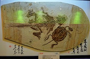 Archivo:Machurochelys liaoxiensis and Psittacosaurus