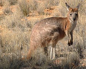 Archivo:Macropus robustus2