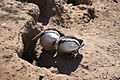 Magellanic penguin3