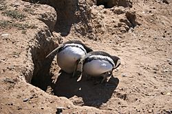 Archivo:Magellanic penguin3