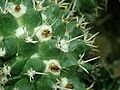 Mammillaria magnimamma 2019-12-13 6468