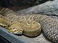 Mexican West Coast Rattlesnake 02