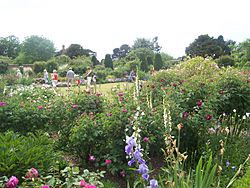 Archivo:Mottisfont Rose Garden, Mottisfont Abbey
