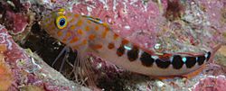 Notoclinops caerulepunctus (Blue dot triplefin).jpg