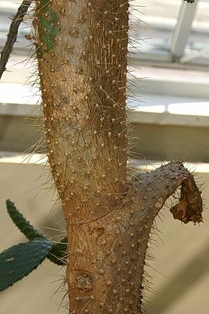 Archivo:Opuntia nashii 0zz