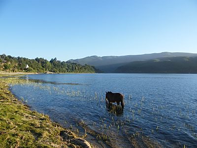 Pastando en el lago lanalhue - panoramio