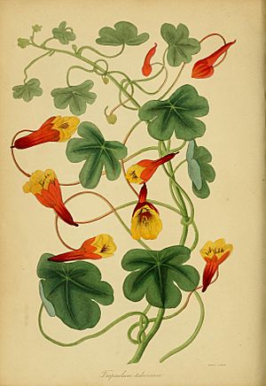 Paxton's Magazine of Botany and Register of Flowering Plants (1838) (14764864095).jpg