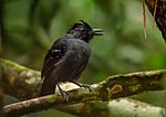 Archivo:Percnostola rufifrons subcristata - Black-headed antbird (male), Presidente Figueiredo, Amazonas, Brazil