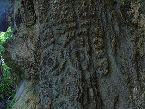 Archivo:Petroglifo Indigena El Búho en el Prodigio San Luis Antioquia