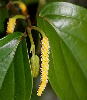 Archivo:Piper kadsura (flower female)