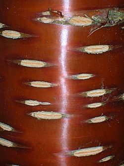 Archivo:Prunus serrula bark lenticels, Dawyck Botanic Gardens