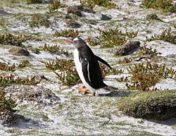 Archivo:Pygoscelis papua -East Falkland-8d