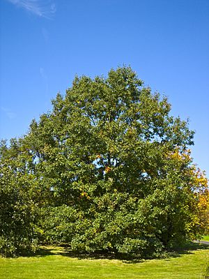 Archivo:Quercus velutina 001