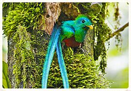 Quetzal at Biotopo del Quetzal in Baja Verapaz, Guatemala.jpg