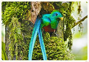 Archivo:Quetzal at Biotopo del Quetzal in Baja Verapaz, Guatemala