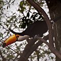 Ramphastos toco in Argentina