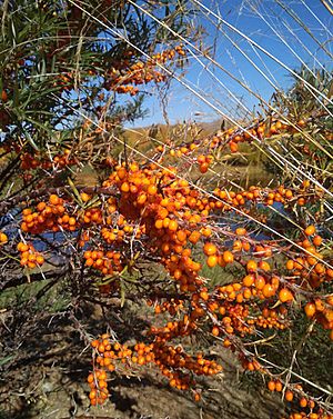 Archivo:Ripe berries of sea-buckthorn. Selenginsky district, Buryatia, Russia
