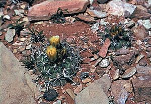 Archivo:Sclerocactus wrightiae fh 69 7 UT B