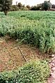 Scythe in lucern field
