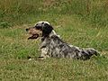 Setter ingles reposo