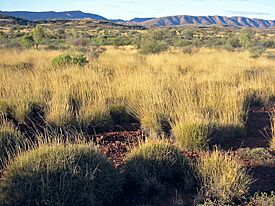 Spinifex Savanna Central Australia.jpg