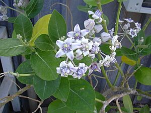 Archivo:Starr 041014-0034 Calotropis gigantea