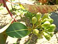 Starr 071024-8796 Corymbia ficifolia