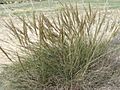 Stipa tenacissima 1