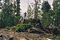 Tasmania logging 06 Big Stump