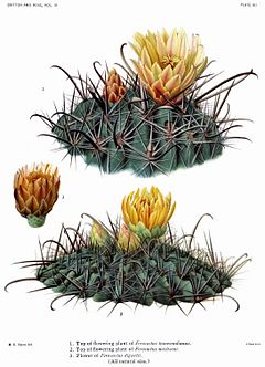 Archivo:The Cactaceae Vol III, plate XII filtered