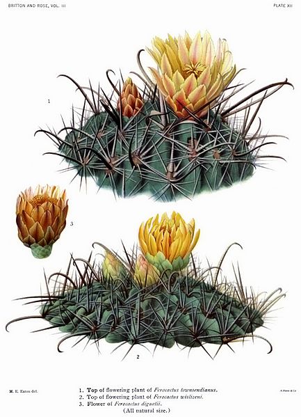 The Cactaceae Vol III, plate XII filtered