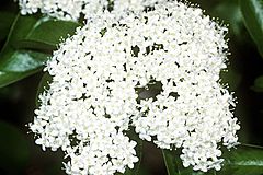 Archivo:Viburnum prunifolium USDA2
