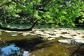 Victoria Regia - La Milagrosa - Leticia, Amazonas Colombia - panoramio.jpg