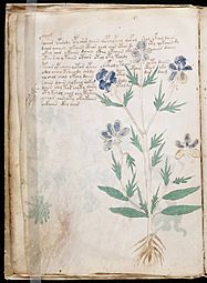 Voynich Manuscript (20)
