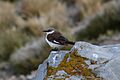 White-bellied Cinclodes (Cinclodes palliatus)