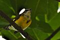 White-lored Warbler