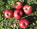 'Lady Williams' apples