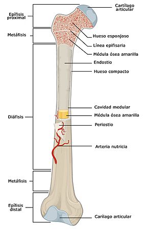 Archivo:603 Anatomy of Long Bone esp
