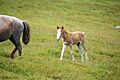 A young Welsh pony - geograph.org.uk - 1621163