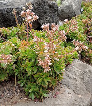 Archivo:Aeonium decorum kz2