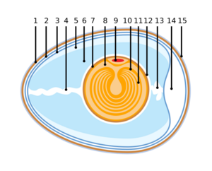 Archivo:Anatomy of an amiotic egg