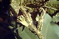 Aphis gossypii01