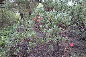 Archivo:Arctostaphylos canescens - Regional Parks Botanic Garden, Berkeley, CA - DSC04402