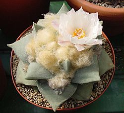 Ariocarpus retusus Flower.jpg