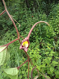 Aristolochia foetida.jpg