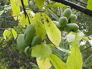 Archivo:Asimina triloba1